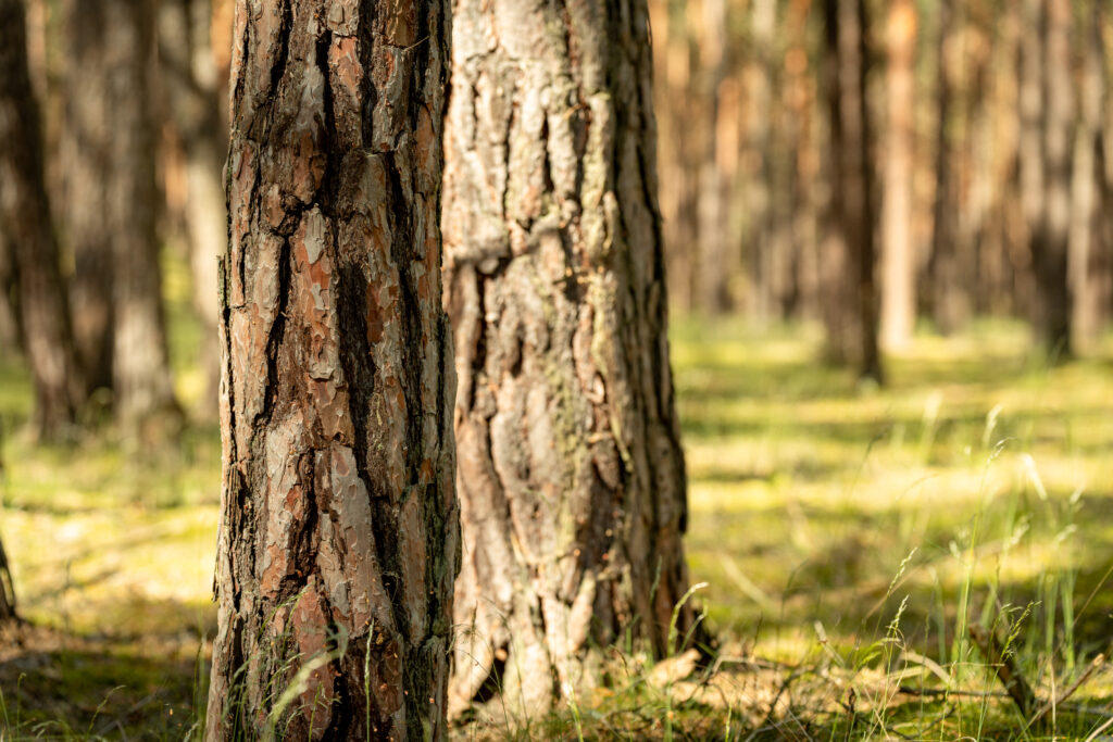 Bild-Wie-faelle-ich-einen-Baum-richtig-Baumbeurteilung vor dem Fällen