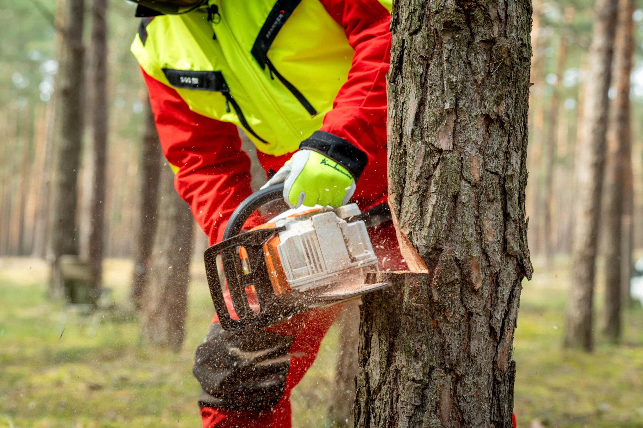Wie fälle ich einen Baum richtig? (SchrittfürSchritt) Sägenschein.de