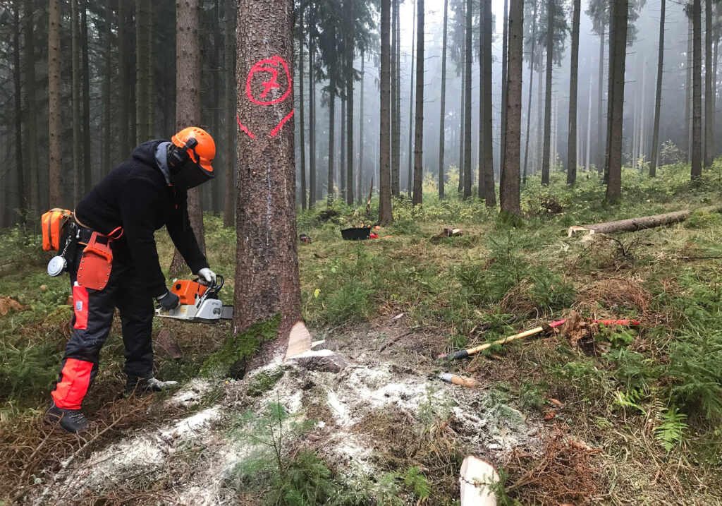 Waldarbeiter-fällt-einen-markierten-Baum